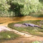 Baby alligators sunning on a sandbar