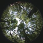 Looking up at tree canopy through fish-eye lense