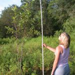 Carrie measuring a tupelo tree