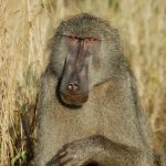 A baboon poses for the camera