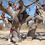 Grad students climbing all over a large tree