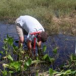 Daniel planting aquatics in the pond