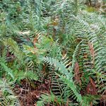 Ferns in Corkscrew Swamp