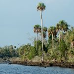 River in the foreground with palm trees growing on the bank