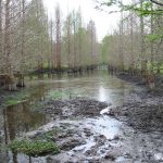 A muddy stream cuts through a cedar swamp