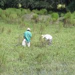 Two researchers collect plant samples in a swamp