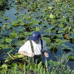 A researcher in hip waders among the water lillies
