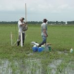 Two researchers collecting in a swampy field