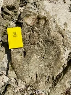 Large fossil embedded in exposed rock, with a yellow field notebook beside it for scale.
